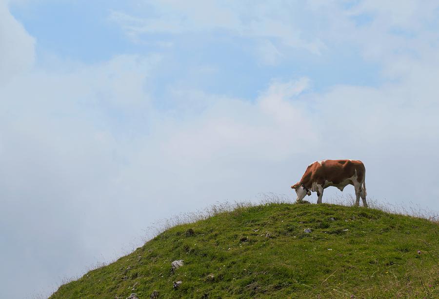 Lone Cow on a Mountain Photograph by Mark Mitchell