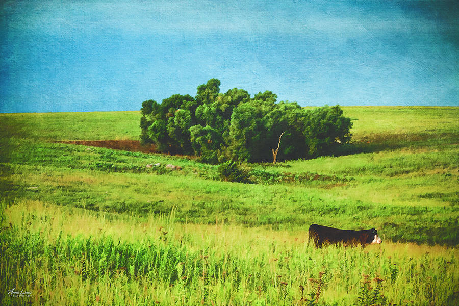 Lone Cow On The Prairie Photograph by Anna Louise