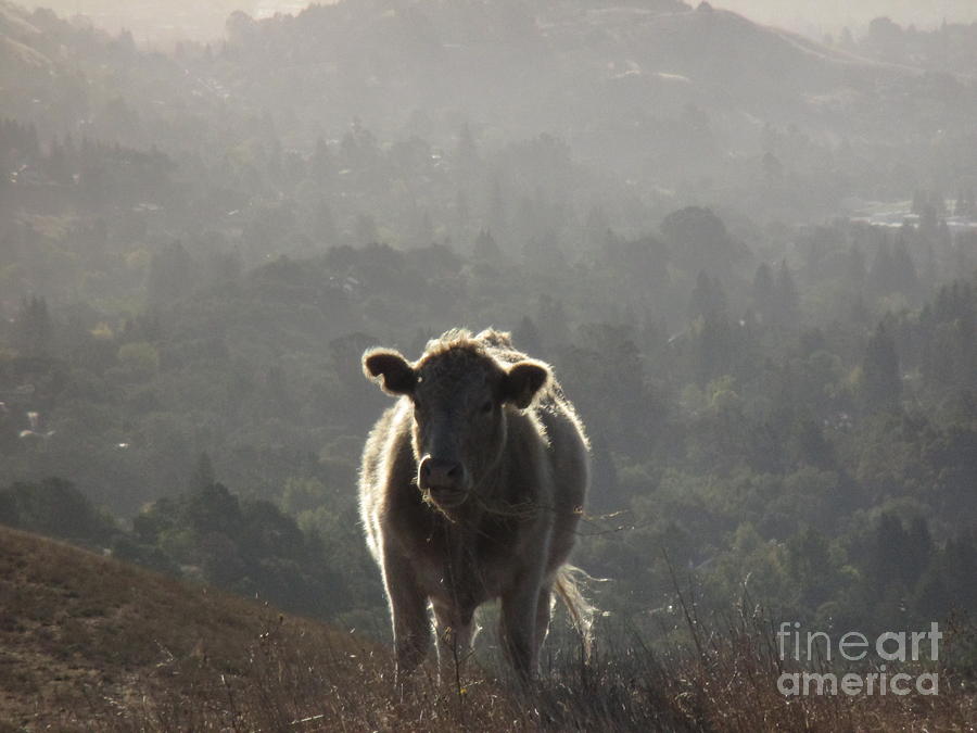 Nature Photograph - Lone Cow by Suzanne Leonard
