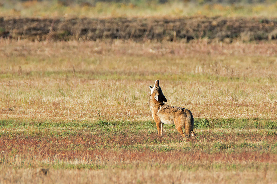 Lone Coyote Howling Photograph by Loree Johnson