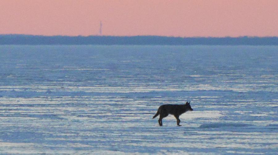Lone Coyote On The Ice  Digital Art by Lyle Crump