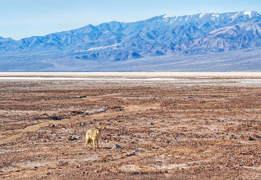 Lone Coyote Photograph by Rick Wicker