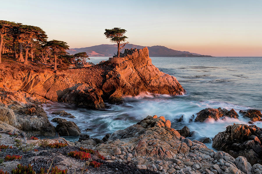 Lone Cypress 17 Mile Drive Photograph by Mike Centioli
