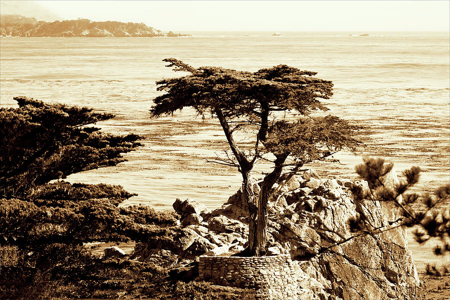 Seascape Photograph - Lone Cypress 4 by Alan Hausenflock