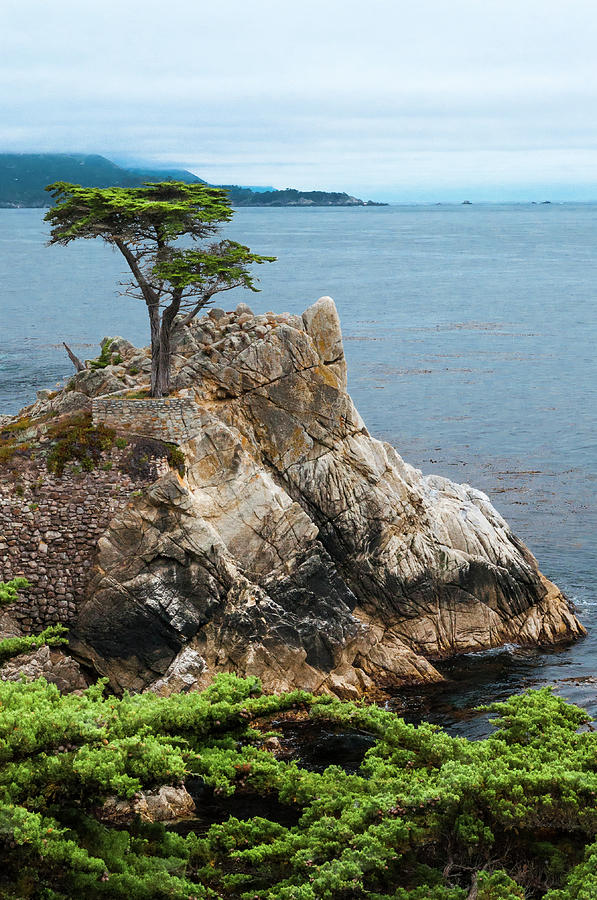 Lone Cypress 6 Photograph by Ginger Stein