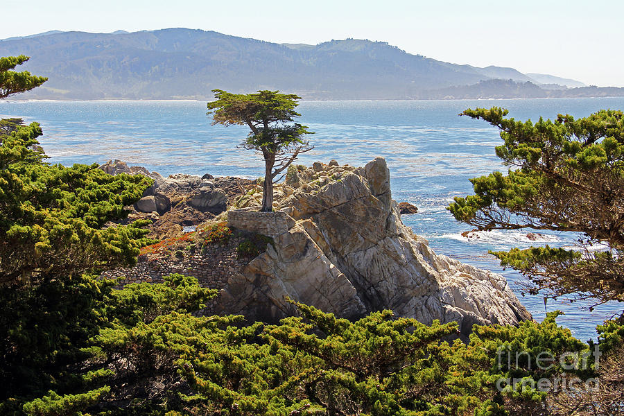 Lone Cypress 7631 Photograph by Jack Schultz