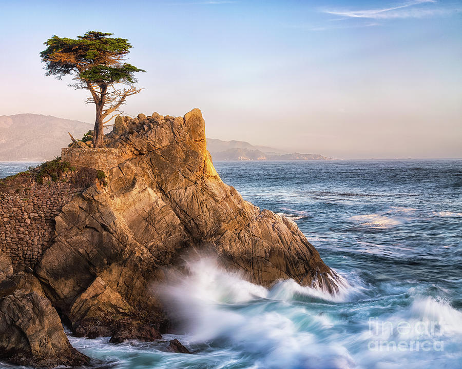 Lone Cypress Photograph by Anthony Michael Bonafede