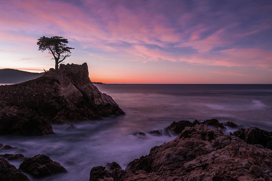 Lone cypress at Sunrise Photograph by Philip Cho