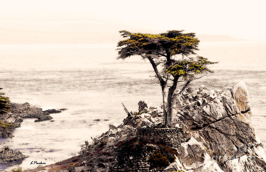 Lone Cypress at Sunset Photograph by Linda Parker