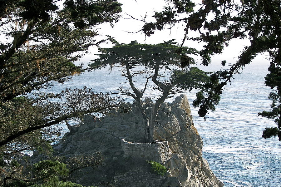 Lone Cypress Photograph by Carol  Bradley