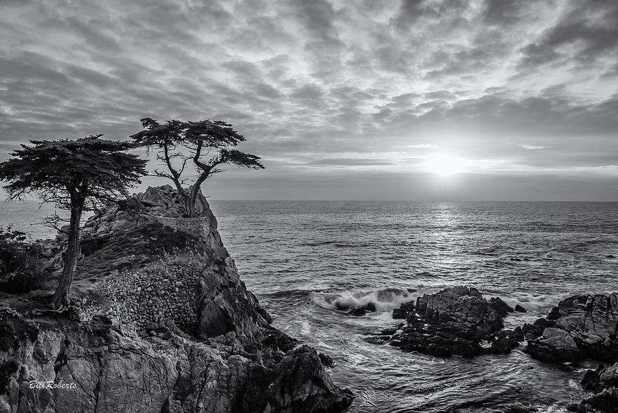Lone Cypress Classic Photograph by Bill Roberts