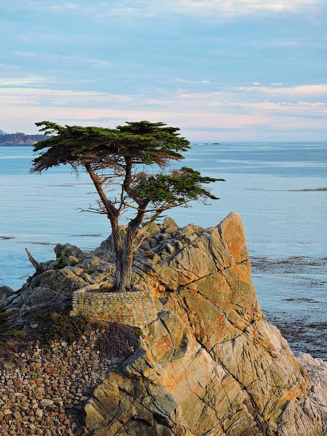 Lone Cypress Photograph by Connor Beekman