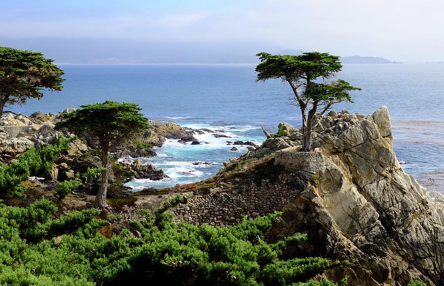 Nature Photograph - Lone Cypress by Corinne Rhode