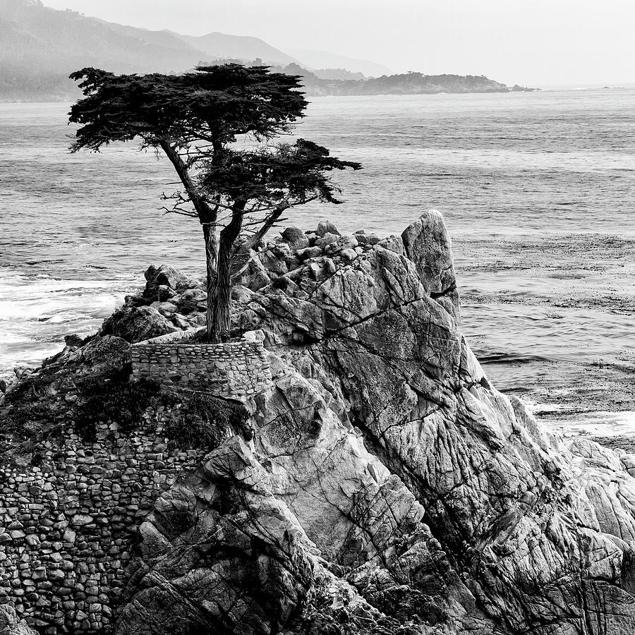 Lone Cypress Photograph by Guy Shultz