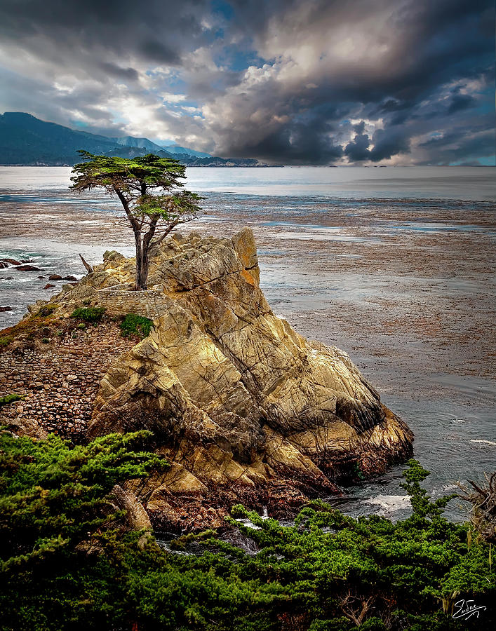 Lone Cypress In Monterey Bay Photograph by Endre Balogh