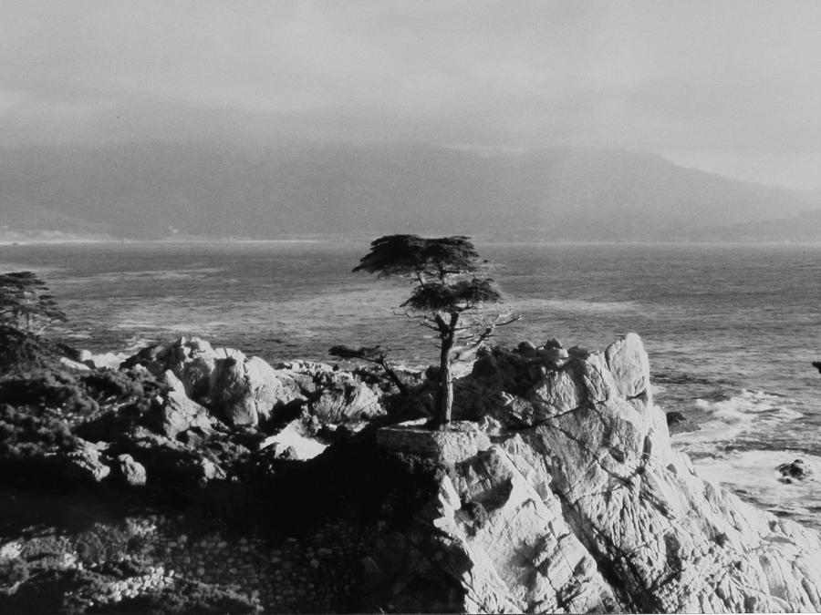Lone Cypress Photograph by Kathleen Moroney