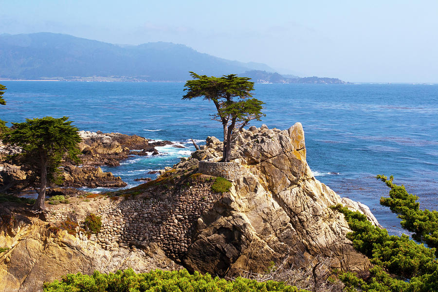 Lone Cypress Photograph by Lou Ford