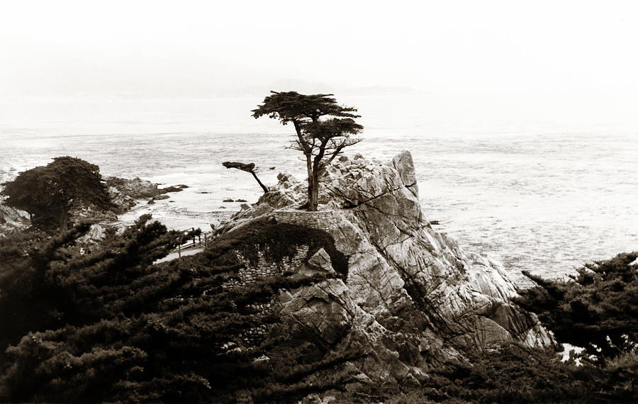 Lone Cypress Photograph by Marilyn Hunt