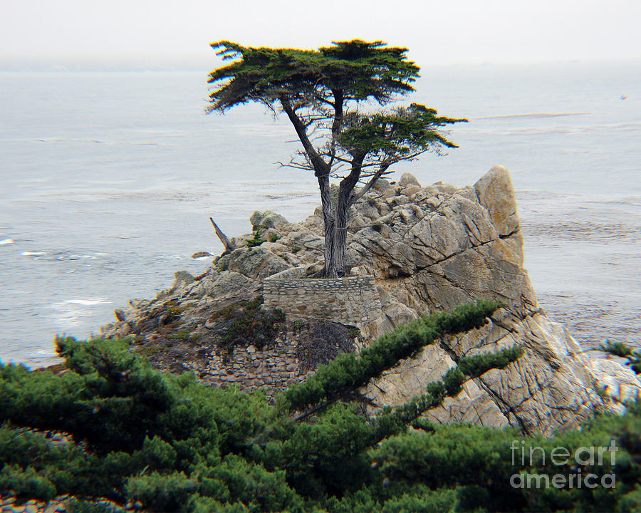 Golf Photograph - Lone Cypress by Michael Lovell