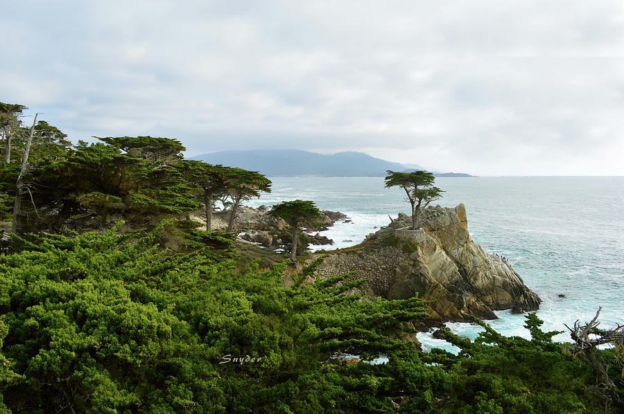 Lone Cypress Monterey California Photograph by Floyd Snyder