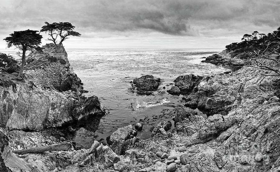 Tree Photograph - Lone Cypress Panorama by Jamie Pham