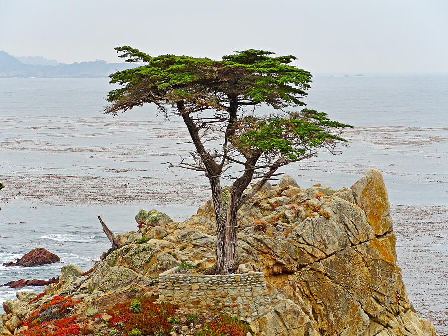 Lone Cypress Study 1 Photograph by Robert Meyers-Lussier