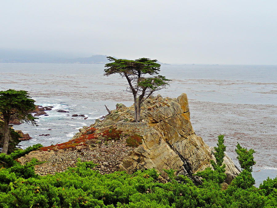 Lone Cypress Study 2 Photograph by Robert Meyers-Lussier