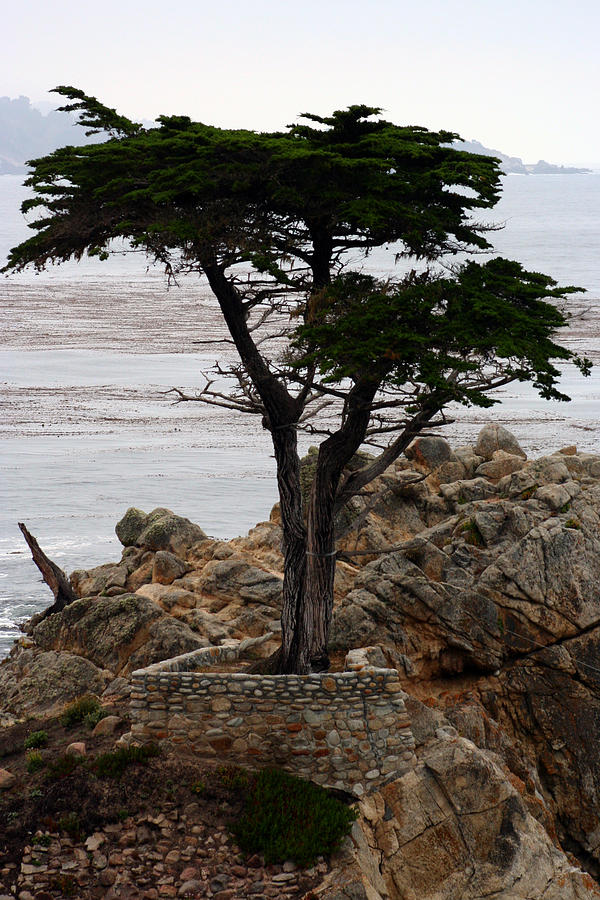 Lone Cypress Photograph by Susie Weaver