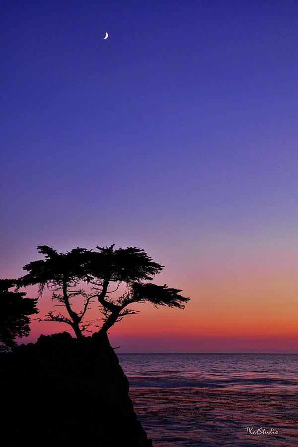 Lone Cypress Tree at Pebble Beach Photograph by Tim Kathka