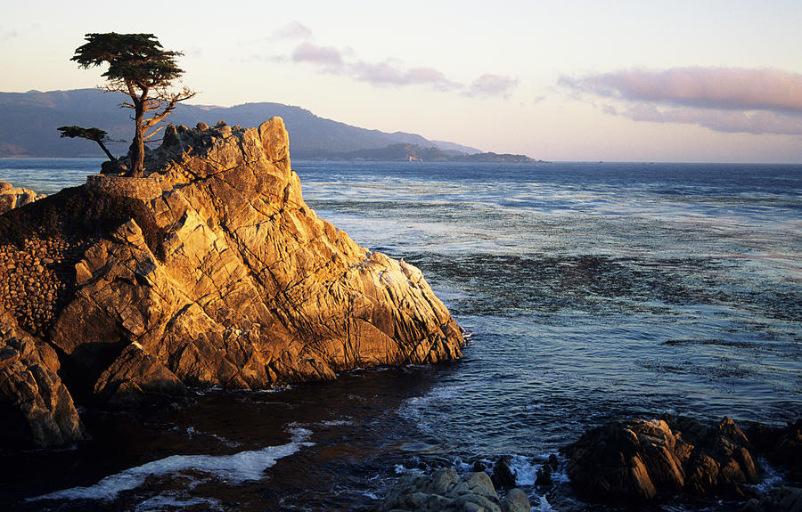 Beach Photograph - Lone Cypress Tree by Michael Howell - Printscapes