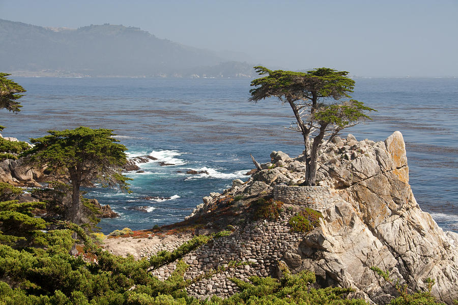 Lone Cypress Tree Photograph by Steven Reid - Fine Art America