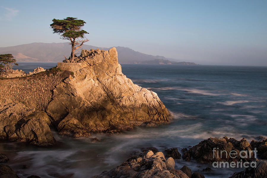 lone Cypress Tree Photograph by Vincent Bonafede