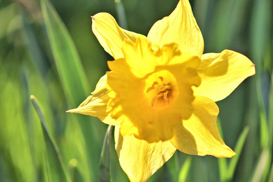 Lone Daffodil Photograph by Christopher Duncan - Fine Art America