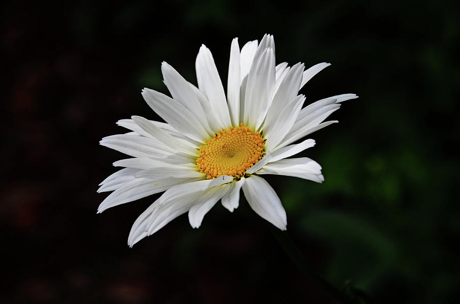 Lone Daisy Photograph by Linda Brown