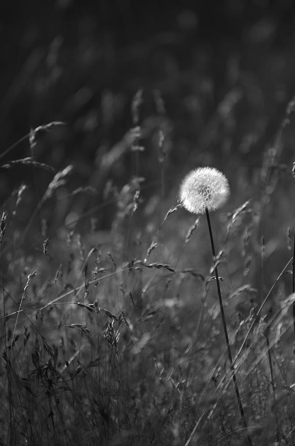 Lone Dandelion black and white Photograph by Jill Reger