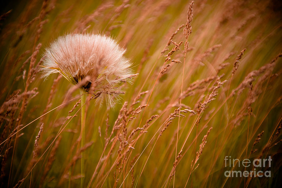 Nature Photograph - Lone Dandelion by Bob Mintie