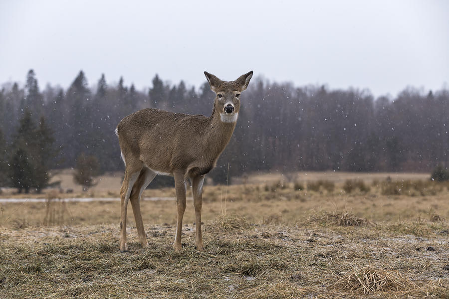 Lone deer in a stormy field Photograph by Josef Pittner