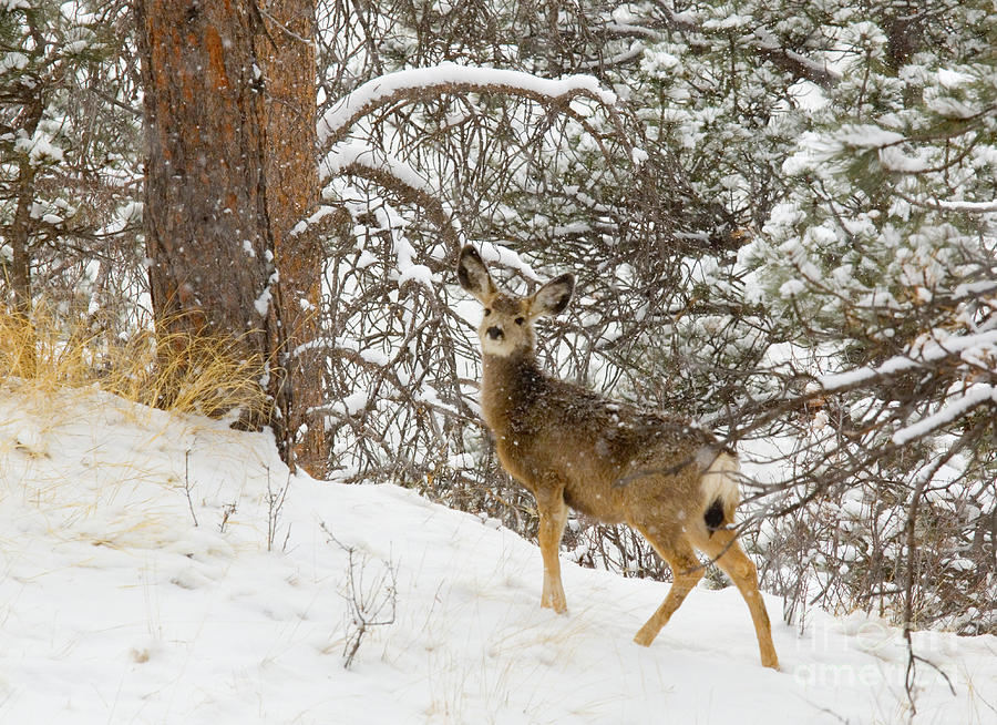 Lone Deer In Heavy Snow In The Pike National Forest Photograph