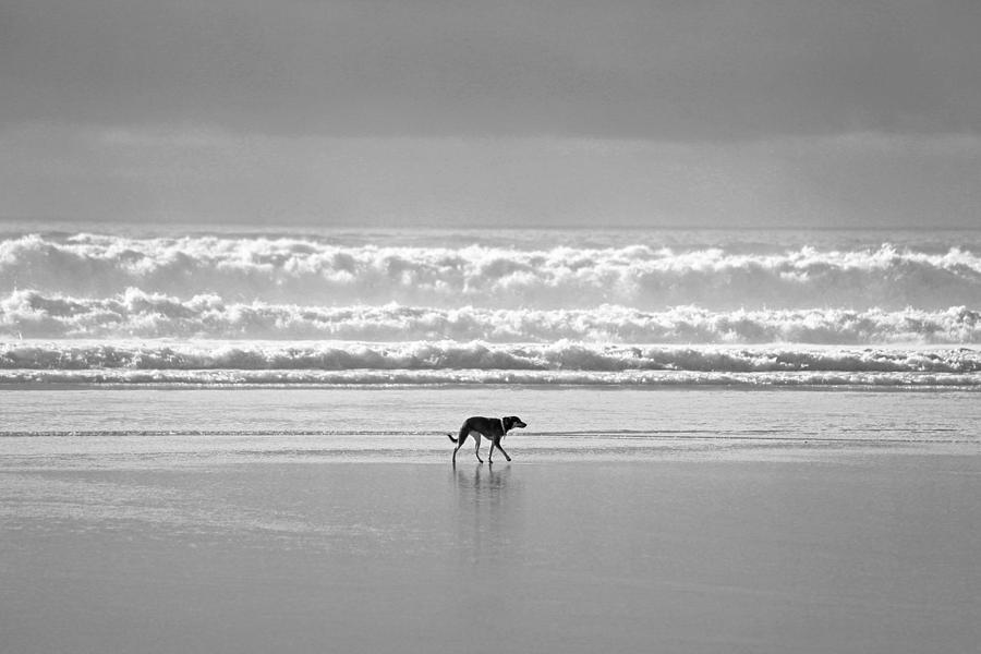 Lone Dog By The Ocean Photograph