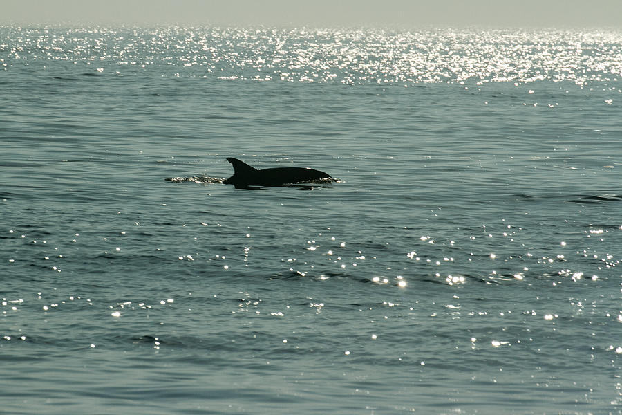 Lone Dolphin Photograph by Allan Levin