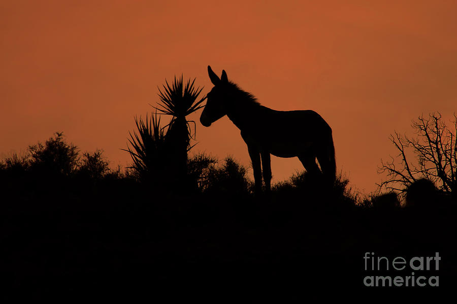 Donkey Photograph - Lone Donkey by Rick Mann Donkey Photograph - Lone Donkey by Rick Mann