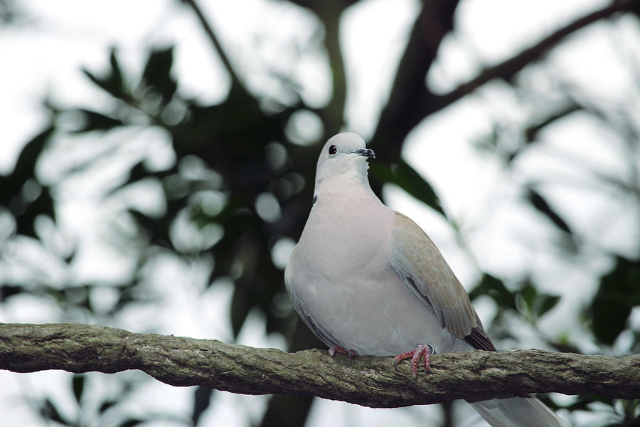 Lone Dove Photograph by Marjorie Hedden - Fine Art America