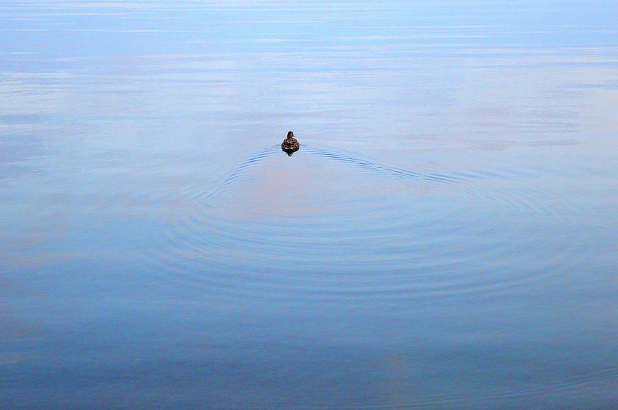 Lone Duck 2  Digital Art by Lyle Crump