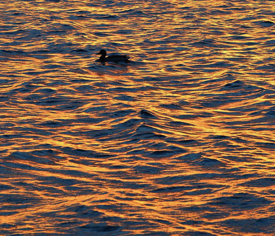 Lone Duck At Sunrise  Photograph by Lyle Crump