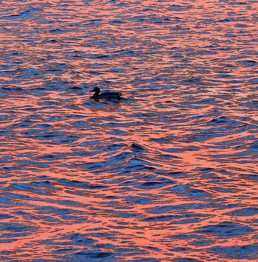 Lone Duck At Sunrise Two  Digital Art by Lyle Crump