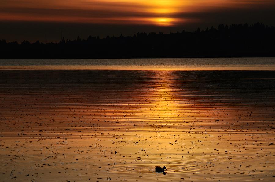 Duck at Sunset Photograph by Emerita Wheeling