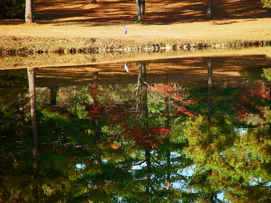 Lone Egret Enjoying The Reflection  Photograph by Michael Whitaker