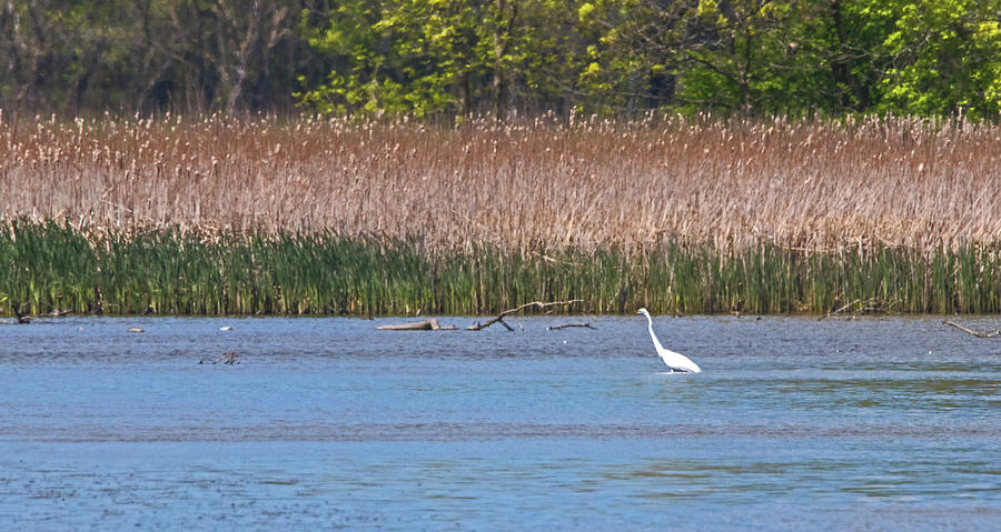Lone Egret Fishing Photograph by Ira Marcus