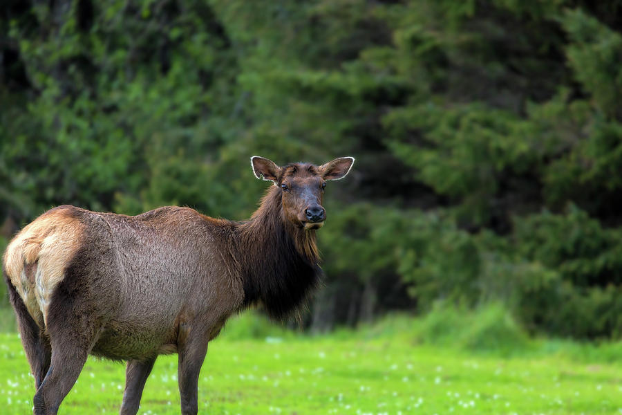 Lone Elk at Ecola State Park Photograph by David Gn