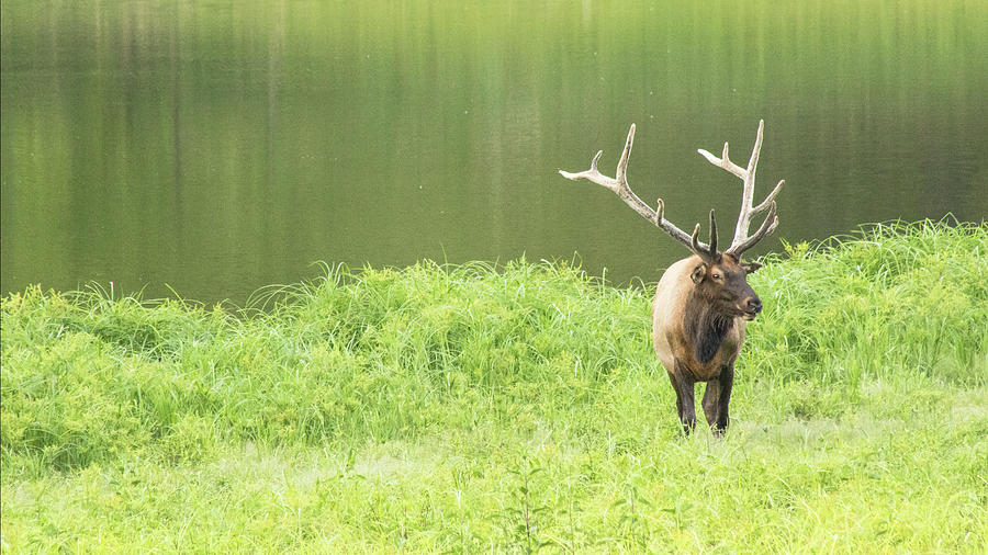 Lone Elk Photograph by Holly Ross